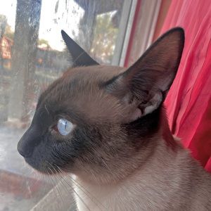 Meet your Posher, Soy princess